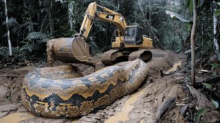 Incredible Footage of the Largest Anaconda Ever Caught on Camera 33 Ft Long  Facts About Anacondas [upl. by Fihsak]