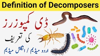 Decomposers  what are Decomposers  Decomposers definition  Decomposers meaning [upl. by Ariom]