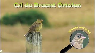 BRUANT ORTOLAN Cri [upl. by Acissj]