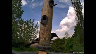 34 minutes of grackle and other birds [upl. by Kennith]