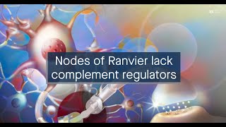 Chinks in the armor Nodes of Ranvier in peripheral nerves lack complementregulating proteins [upl. by Hung]