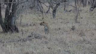 During The Encounter Between The Leopardess 🐆 And Her Cub leopard nature female animals [upl. by Ahsirak718]