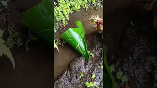 LOOK  HOW TO CATCHING SNAKEHEAD FISH   SNAKEHEAD FISH shorts fish channa viralvideo [upl. by Drarig]