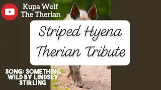 Striped Hyena Therian Tribute [upl. by Acimaj]