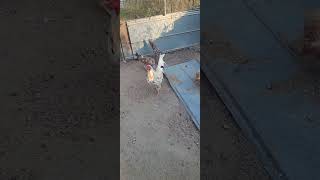 White Kelso an spangled game chickens gamefowl [upl. by Idnyc]