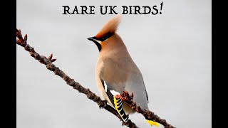 Rare UK Birds [upl. by Eifos]