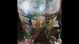 Added rock salt in all tanks shortvideo subscribe [upl. by Annabelle676]