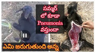 Sheep amp Goat Farming  CCPP Type of pneumonia in Live Stock [upl. by Dnanidref]