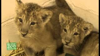 Lion cubs at Bristol Zoo [upl. by Iahk]