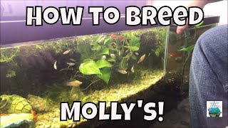 How To Breed Mollys Breeding Molly fish For Profit Aquarium Fish Room VLOG [upl. by Ronoc]