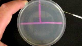 Bacteriological ThreePhase StreakPlating Technique [upl. by Sydalg910]