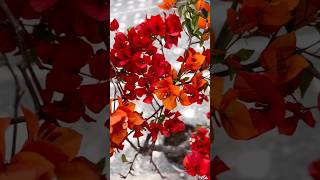 🔥Fire Opal VS Ruby Flame🔥  Bougainvillea plants [upl. by Yahsan]