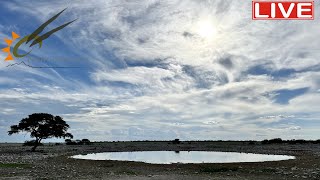 Namibia Live stream at the Okaukuejo waterhole in Etosha National Park Namibia [upl. by Ramhaj]