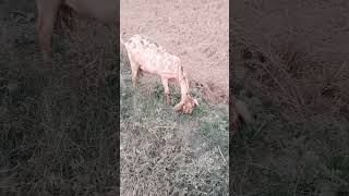 pure beetel goat farming punjab [upl. by Yesoj923]