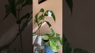 Amazed by the result of my indoor plantingpropagating experiment shortsfeed gardening [upl. by Courcy]