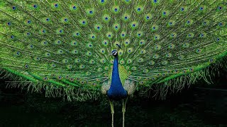 मोर का डांस peacock 🦚 dance 💃 roof birds the india pefowlpeacock sound and peacock flying peahen [upl. by Cia]