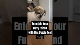 Your Pup Needs This Puzzle Toy  dog pets dogplaying puzzle [upl. by Chun]