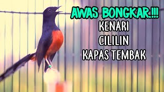 LANGSUNG NYAUT DAN BONGKAR ISIAN DENGAR PANCINGAN MURAI BATU ISIAN CILILIN KENARI KAPAS TEMBAK [upl. by Gildas]