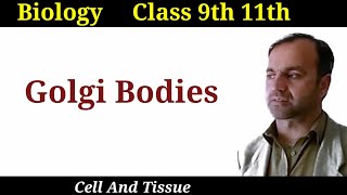 Golgi Bodies Golgi Apparatus its structure and functions class 9 and 11 [upl. by Jarek35]