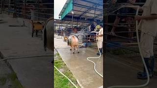 Mini cute punganur bull getting showered mini punganurcow cute ytshorts shortsviral shorts [upl. by Netsew]