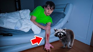 A Vicious Raccoon ATTACKED Me In The Middle Of The Night [upl. by Zeralda]