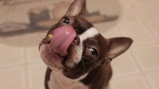 Funny Brown Boston Terrier [upl. by Lorianne]