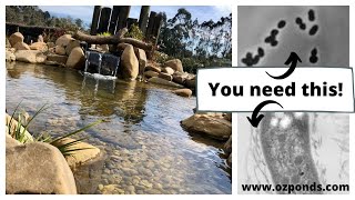 Beneficial bacteria for ponds Do you need it [upl. by Fitzger]