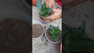 Sensevieria plant propagation garden shorts Binarofficial [upl. by Asiil]