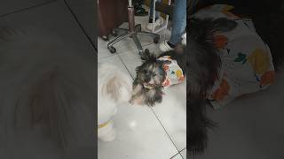 🔴 BAGONG YORKIE FRIEND NI PICKLES NA SI POTCHI shorts [upl. by Ahtiuqal]