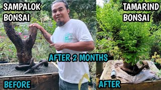 SAMPALOK BONSAI MATERIAL TAMARIND BONSAI MATERIALSUPDATE AFTER 2 MONTHS [upl. by Bamby]