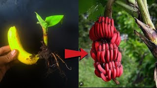 How To Grow Banana Tree From Banana 🍌🍌 [upl. by Akeihsat]