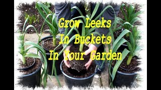 Grow Leeks in Buckets in your Garden or Back Yard [upl. by Henrieta852]