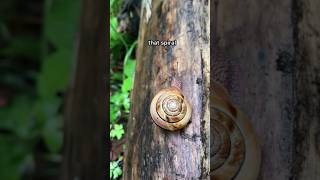 Northwest Snail  Not Escargot explore hiking animals [upl. by Jain]