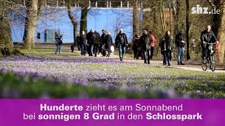 Der Frühling kommt  In Husum blühen die ersten Krokusse [upl. by Aras]