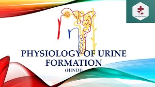 Physiology of urine formationGlomerular filtrationTubular reabsorptionTubular SecretionHindi [upl. by Galvin]