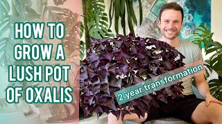 OXALIS CARE TIPS  Plant Spotlight oxalistriangularis [upl. by Coltin]