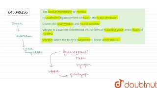 The basilar membrane of cochlea  12  SENSE ORGANS  BIOLOGY  DINESH PUBLICATION ENGLISH  D [upl. by Erinn]