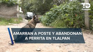 ‘Chispita’ perrita pastor alemán es amarrada y abandonada en Tlalpan la rescatan y busca un hogar [upl. by Aldric]