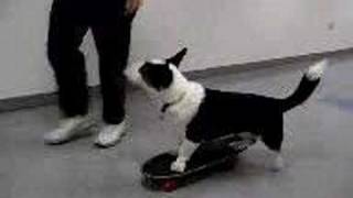 Riley the Cardigan Welsh Corgi Dog Rides a Skateboard [upl. by Hoover233]