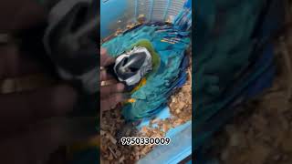 Macaw Parrot Price In India trending trendingshorts shortfeed Macaw macawbird macawparrot [upl. by Naginarb762]