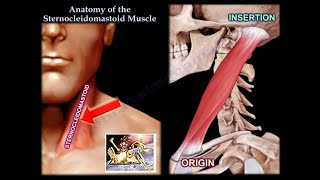 Anatomy Of The Sternocleidomastoid Muscle  Everything You Need To Know  Dr Nabil Ebraheim [upl. by Eened]