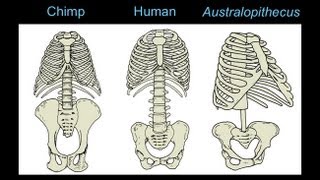 CARTA The Upright Ape Bipedalism and Human Origins Footprints Body Form and Locomotion [upl. by Teagan]