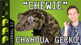 Chahoua quotChewiequot Gecko The Best Pet Lizard [upl. by Pucida599]