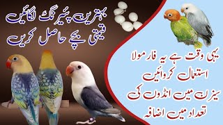 How to produce lutino Opaline in Cheapest Pairing  Herbal Breeding Formula For Lovebirds [upl. by Marlette176]