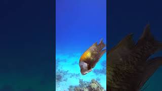 Ocean Life 20230712 Sling jaw wrasse beauty [upl. by Hnaht]