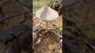 Panaeolus antillarum 🍄🇧🇷 cogumelos mushroom 🍄 nature [upl. by Shere]