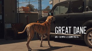 Great Dane GH5  Olympus 12100mm f4 PRO [upl. by Bow895]