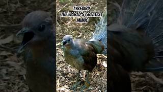 Superb Lyrebird Mimicking Sounds shorts [upl. by Brandes]