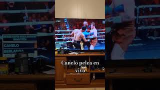 Canelo pelea en vivo [upl. by Noma]