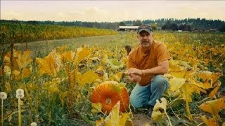 How to Grow a Pumpkin Patch  Pumpkin Gardening [upl. by Hbahsur]